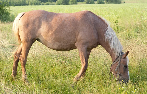 Horse grazes — Stock Photo, Image