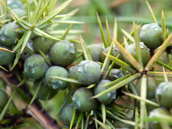 Früchte des Wacholderbaums — Stockfoto