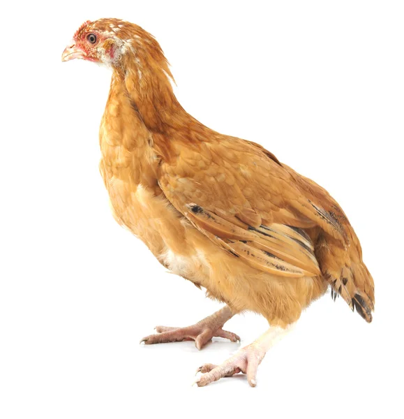 Csirke, elszigetelt — Stock Fotó