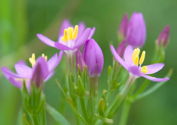 Plantas perennes — Foto de Stock