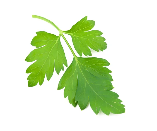 Sprig of parsley — Stock Photo, Image