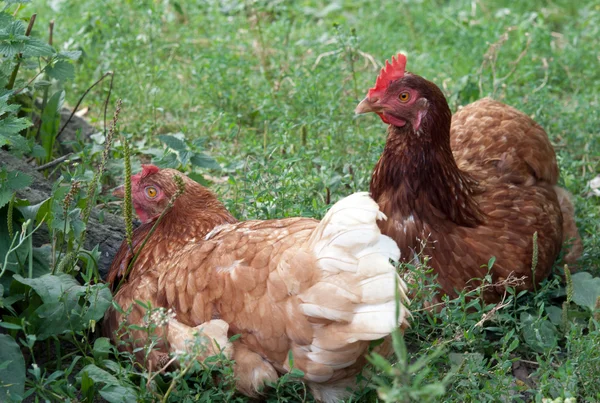 Two hens — Stock Photo, Image