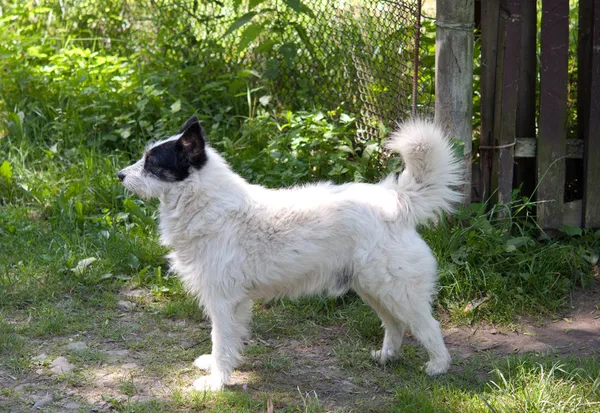 Weißer Hund — Stockfoto