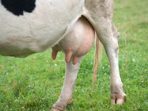 Коровье вымя — стоковое фото