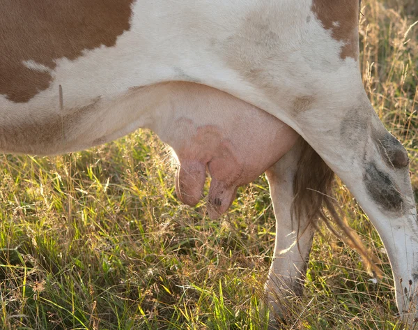 Udder de Vaca — Fotografia de Stock