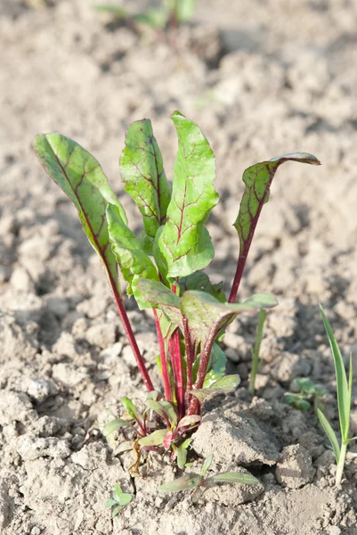 Jonge plant suikerbieten — Stockfoto