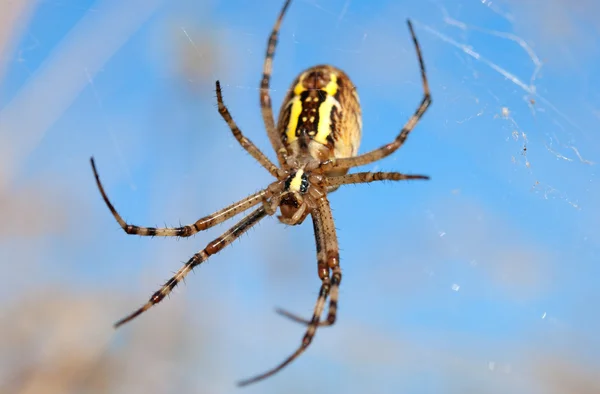 Een spinnenwebben — Stockfoto