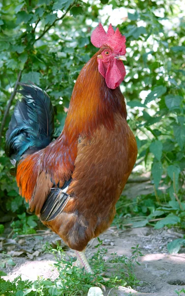 Hahn singt — Stockfoto