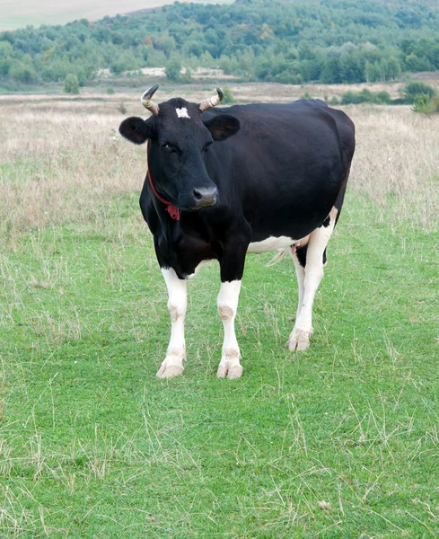 Пасутся коровы — стоковое фото