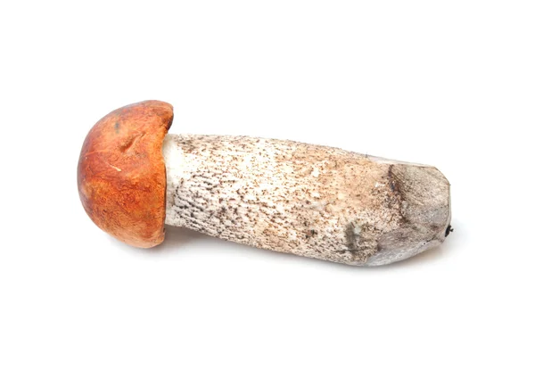 Red mushroom isolated — Stock Photo, Image