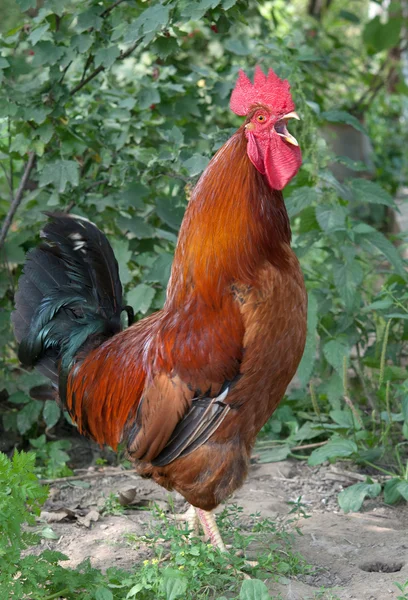 Cock in garden Royalty Free Stock Images