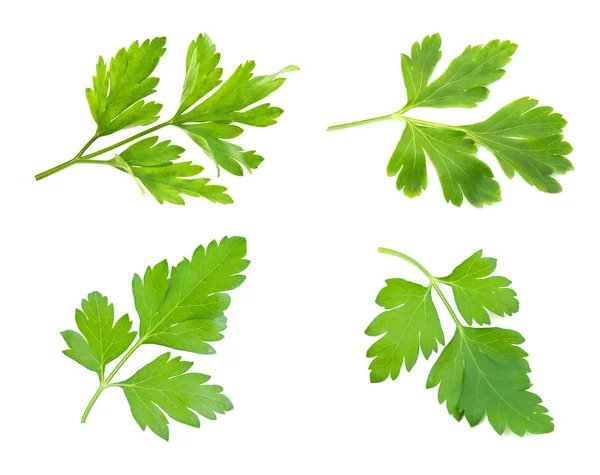 Sprig of parsley is isolated — Stock Photo, Image