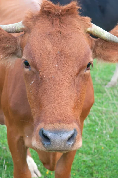 Oranje koe — Stockfoto