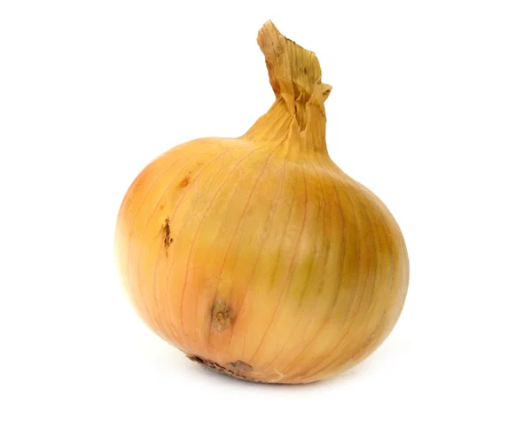 Bulbs of onion — Stock Photo, Image