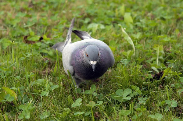 Pigeon seeking — Stock Photo, Image