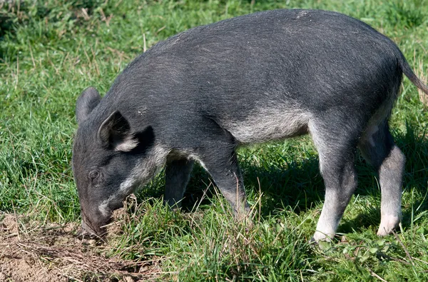 Wild varken — Stockfoto