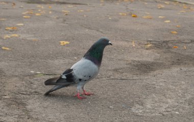 single pigeon