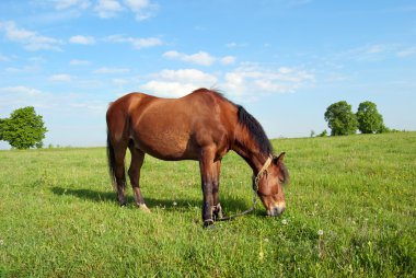 arka plan gökyüzü ata