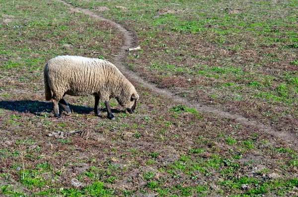 Шерстистий овець — стокове фото