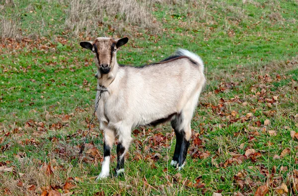 Pâturages de chèvres — Photo