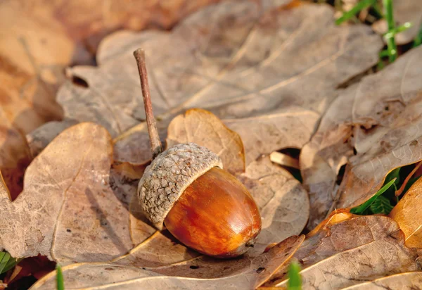 Oak leave and acorn — Stock Photo, Image