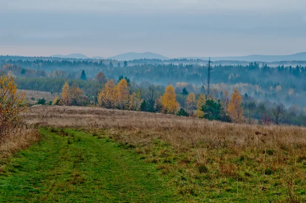 Weg in bos — Stockfoto