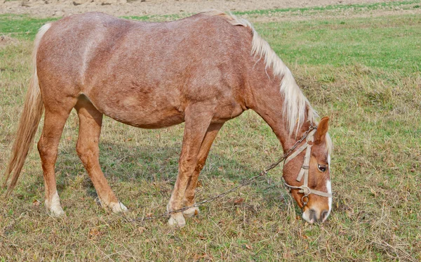 Koń brązowy — Zdjęcie stockowe