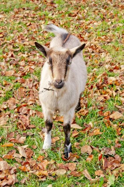 Cabras em pé — Fotografia de Stock