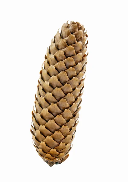 Pine cone — Stock Photo, Image