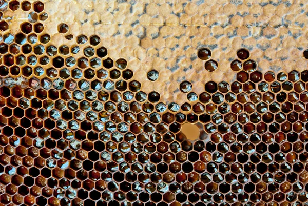 Peine de abeja amarillo —  Fotos de Stock