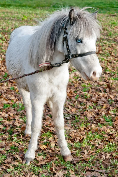 Bianco singolo pony — Foto Stock
