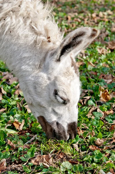 A lama — Stock Photo, Image