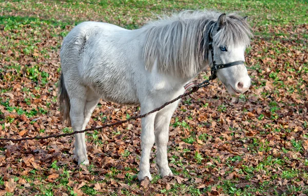 Pony bianco — Foto Stock