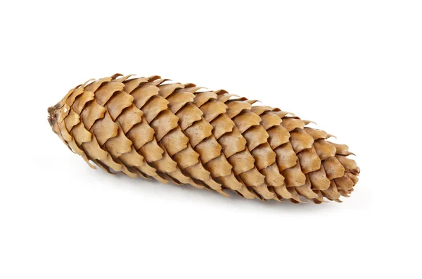 Pine cone isolated — Stock Photo, Image