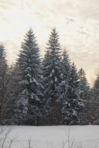 Snovy bomen — Stockfoto