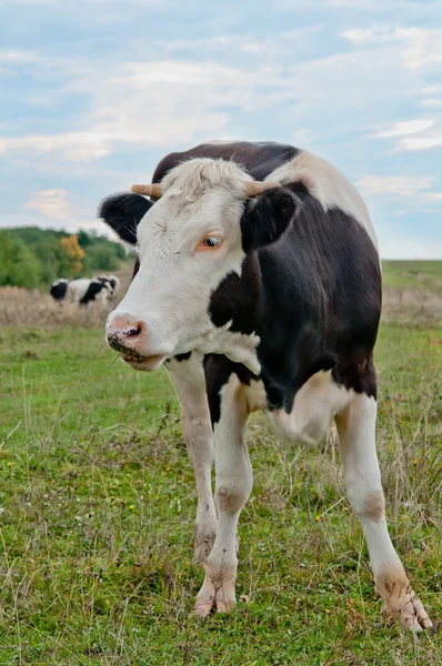 Kälberporträt — Stockfoto