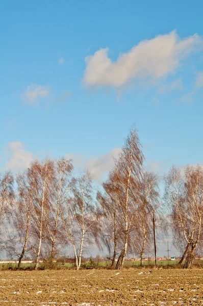 Birchs ağacı — Stok fotoğraf