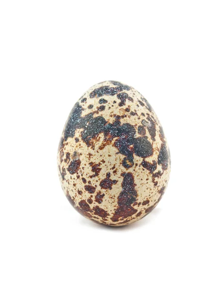 Jediné křepelčí vejce — Stock fotografie