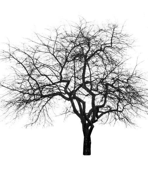 Duże nagie drzewo — Zdjęcie stockowe