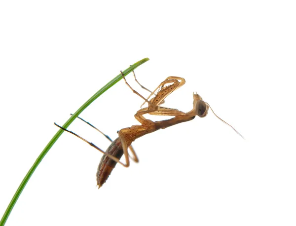 Mantis aislado — Foto de Stock