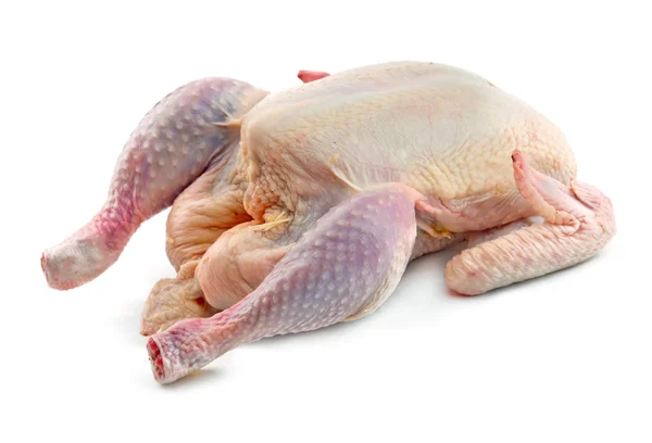 Gallina gruesa — Foto de Stock