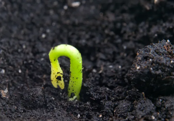 Groene zaailing — Stockfoto