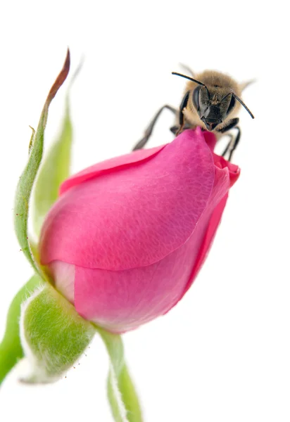 Bee a růže — Stock fotografie