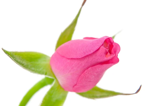 Pączek róży — Zdjęcie stockowe