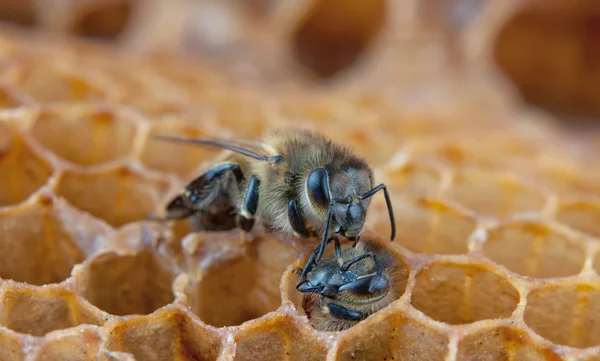 Bee ziet er — Stockfoto