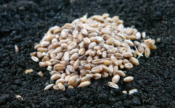 Yığın tahıl — Stok fotoğraf