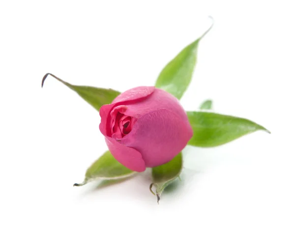 Jeune bourgeon rose — Photo