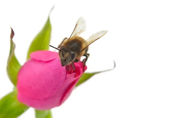 Пчела и розовая роза изолированы — стоковое фото