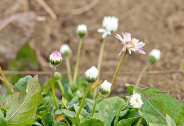 Neue Kamillen — Stockfoto