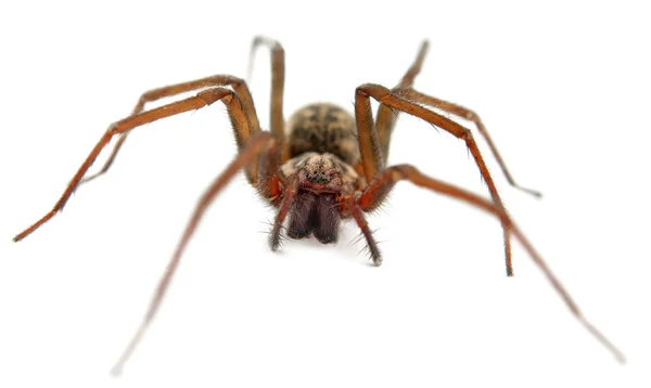 Macro-aranha — Fotografia de Stock